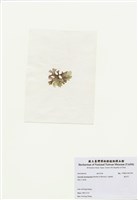 藏品(海木耳)的圖片